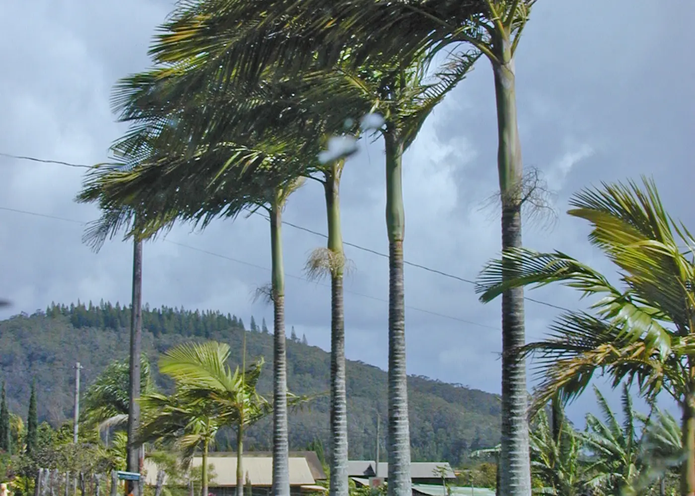 Representative alexander palm plant