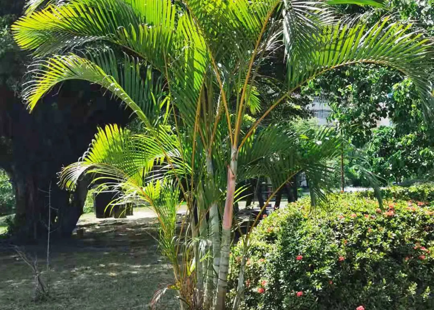 Representative areca palm plant