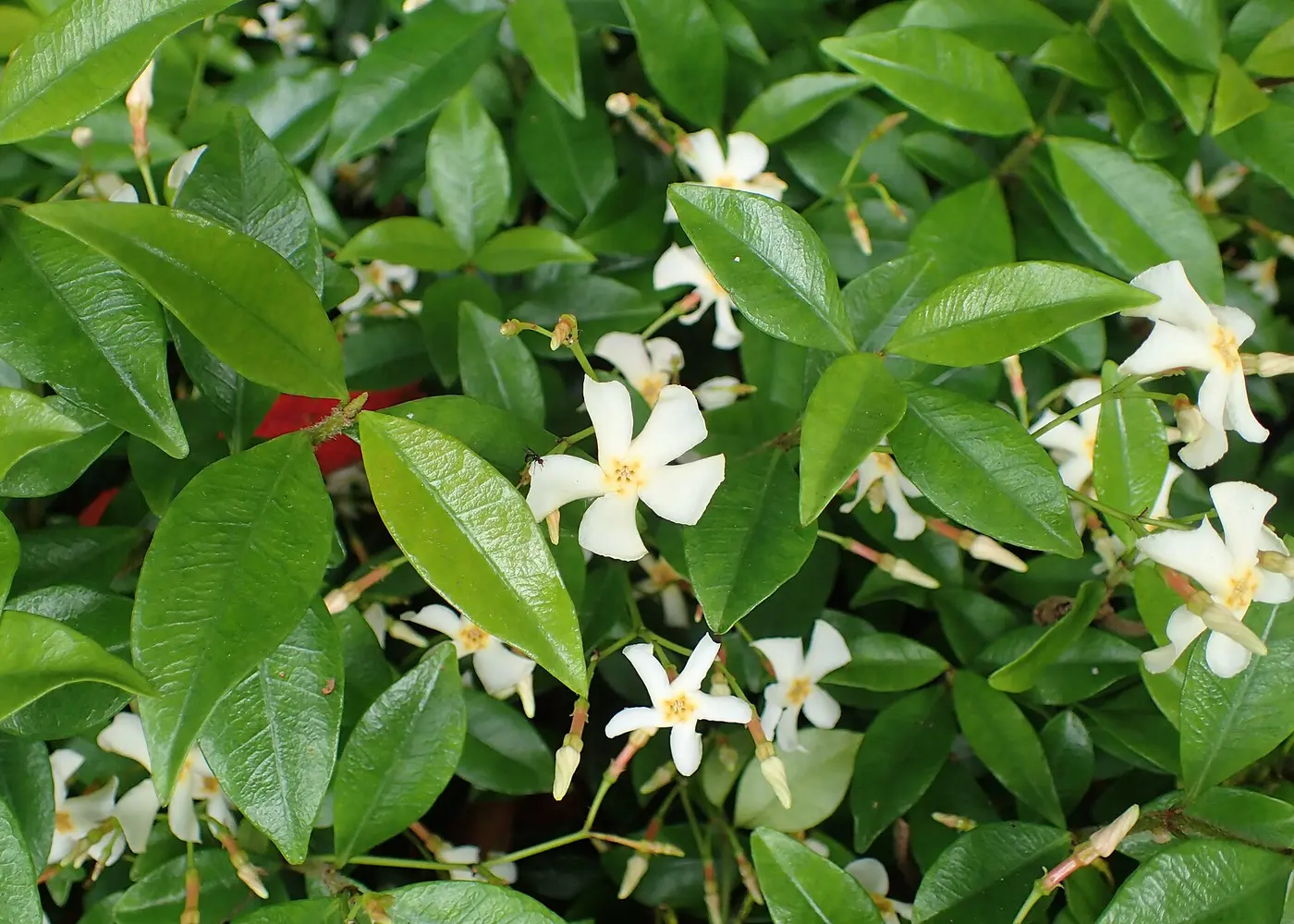 Representative asiatic jasmine plant