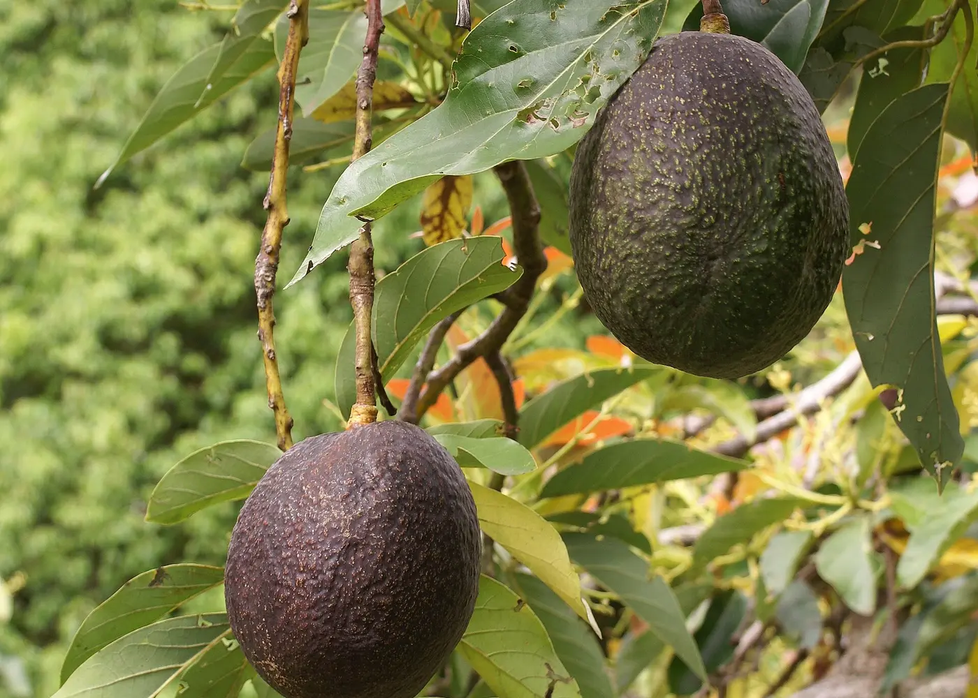 Representative avocado plant