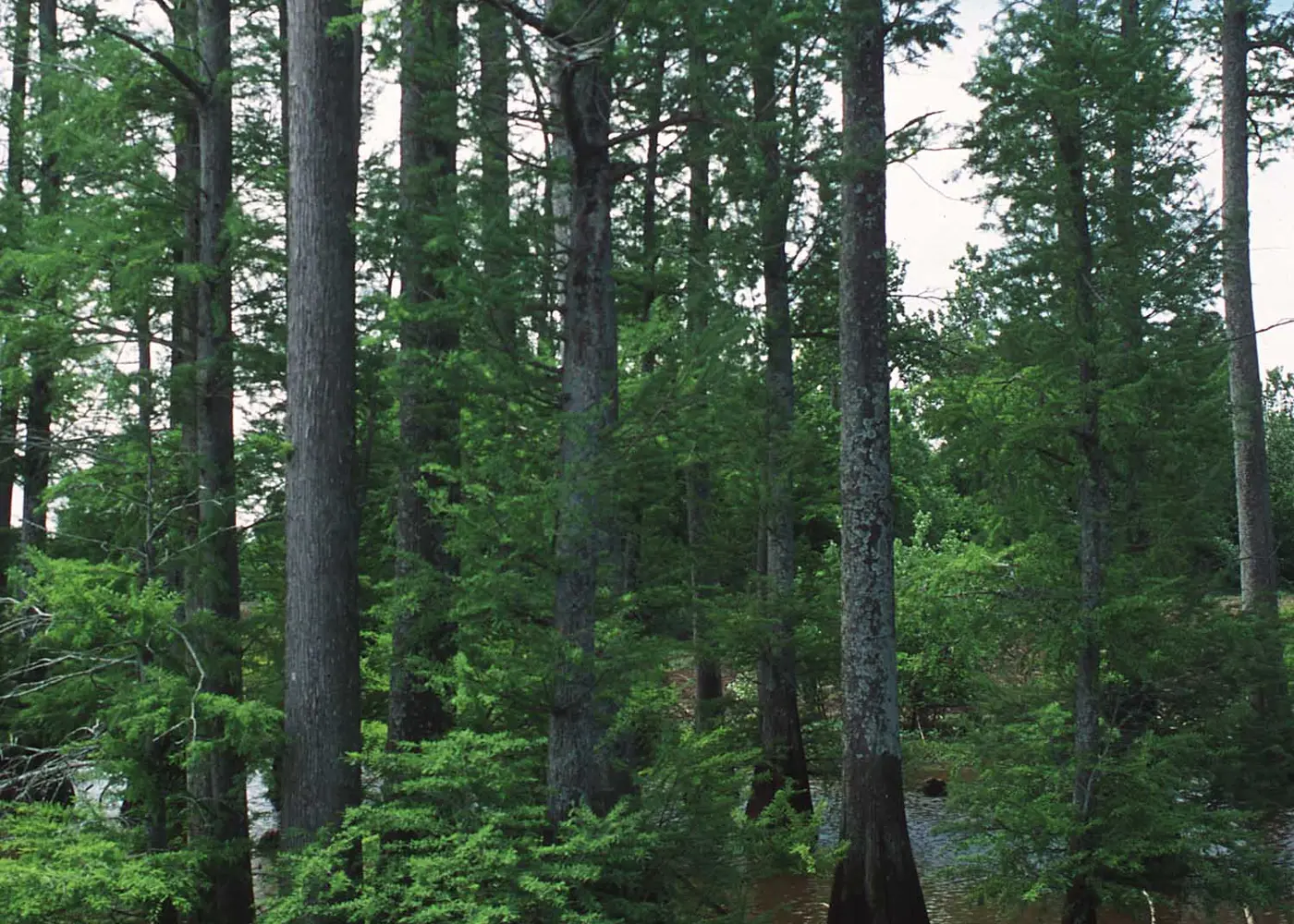 Representative bald cypress plant