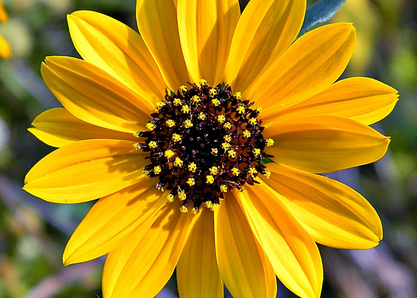 Representative beach sunflower plant