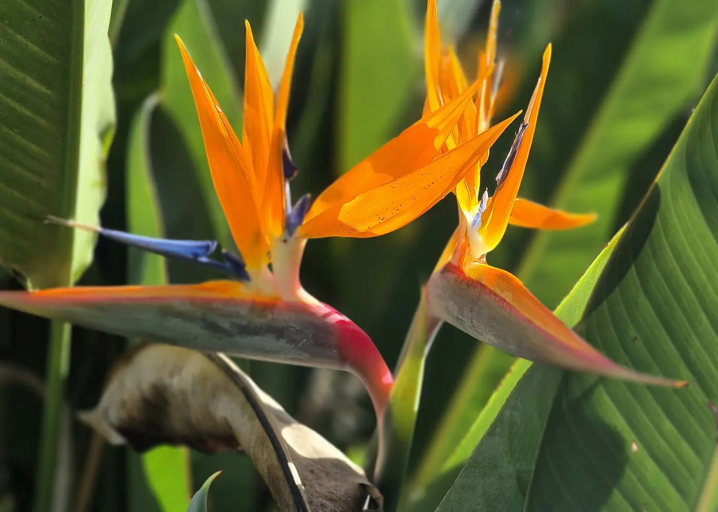 Bird of paradise