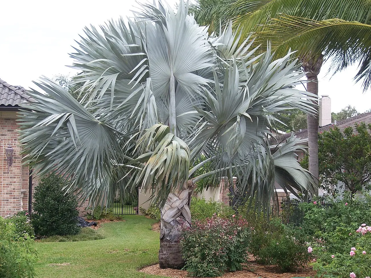 Representative bismarck palm plant