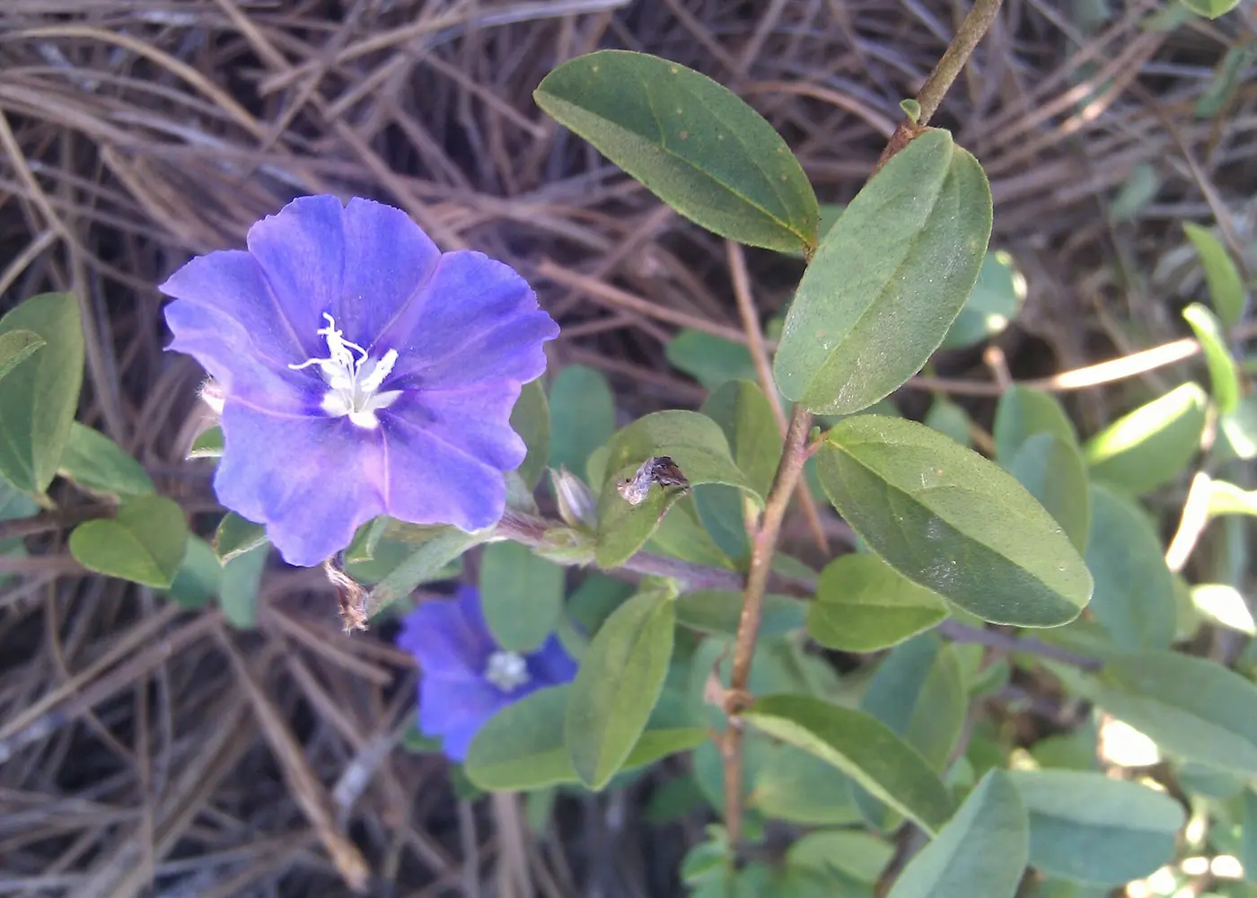 Representative blue daze plant