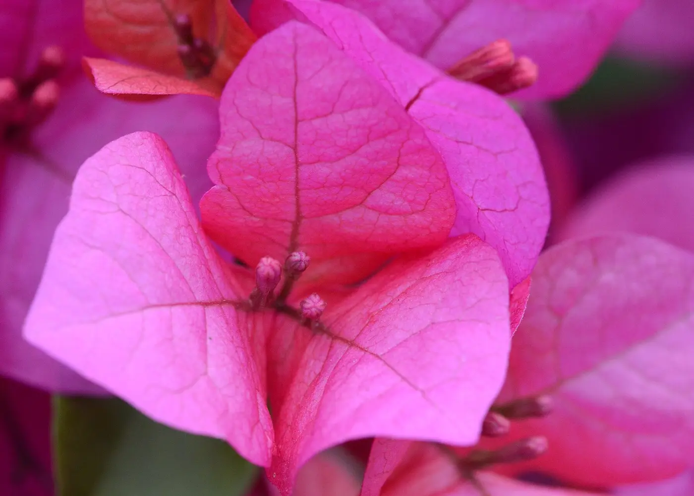 Representative bougainvillea plant