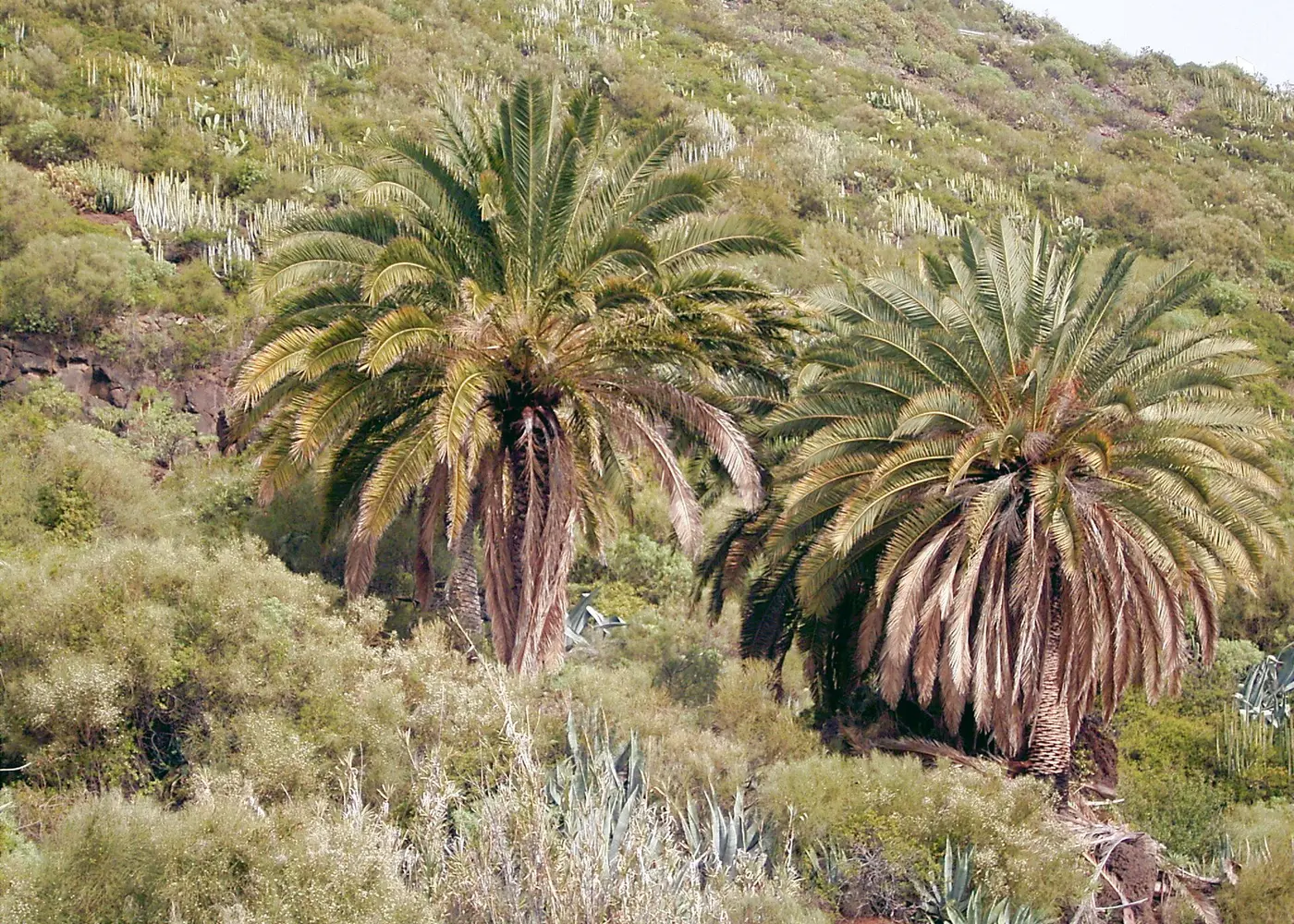 Representative canary island date palm plant