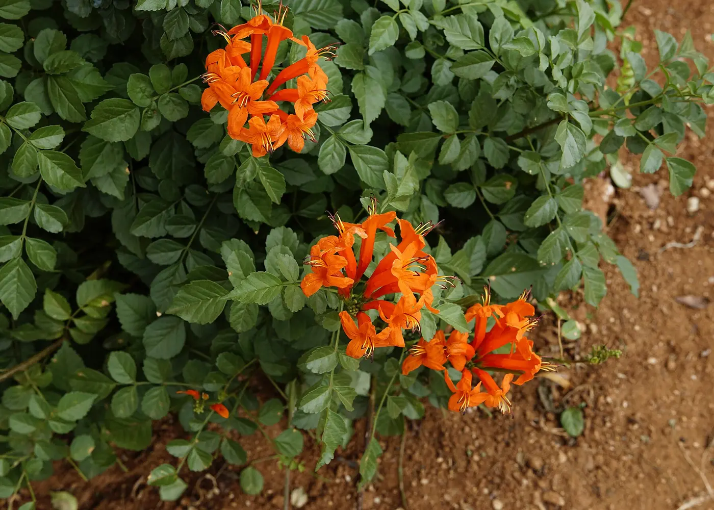 Representative cape honeysuckle plant