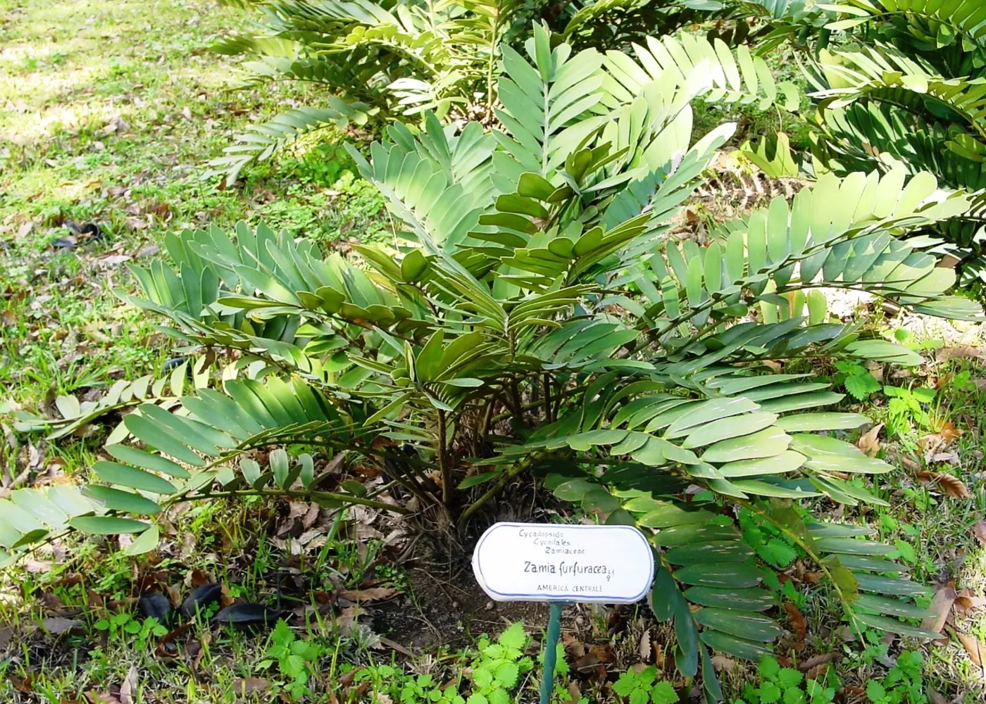 Representative cardboard palm plant