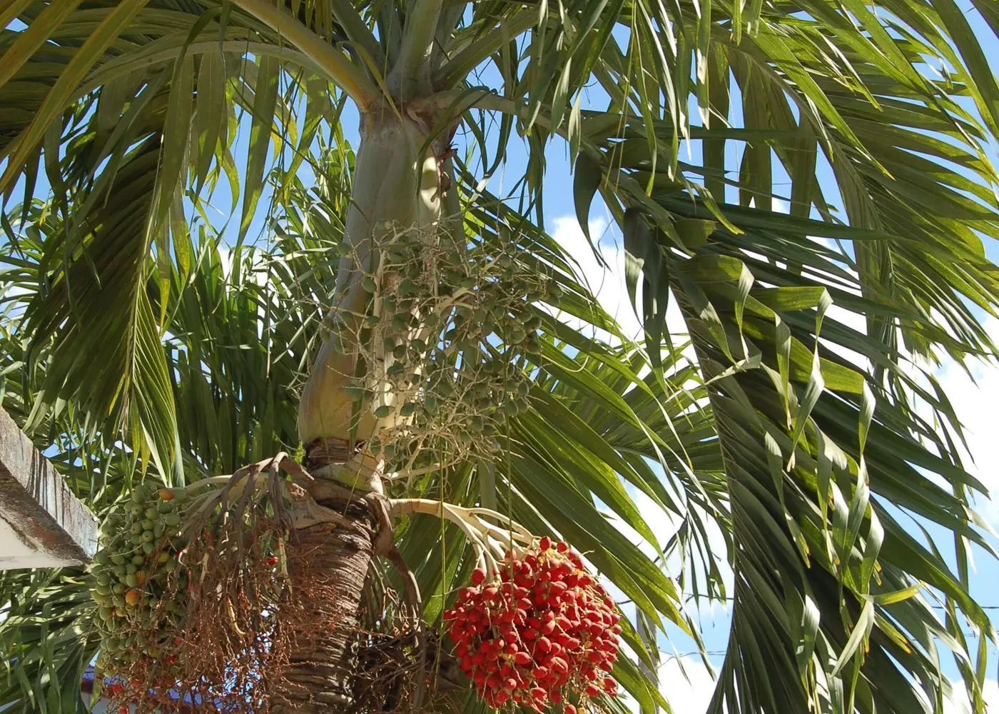 Representative christmas palm plant