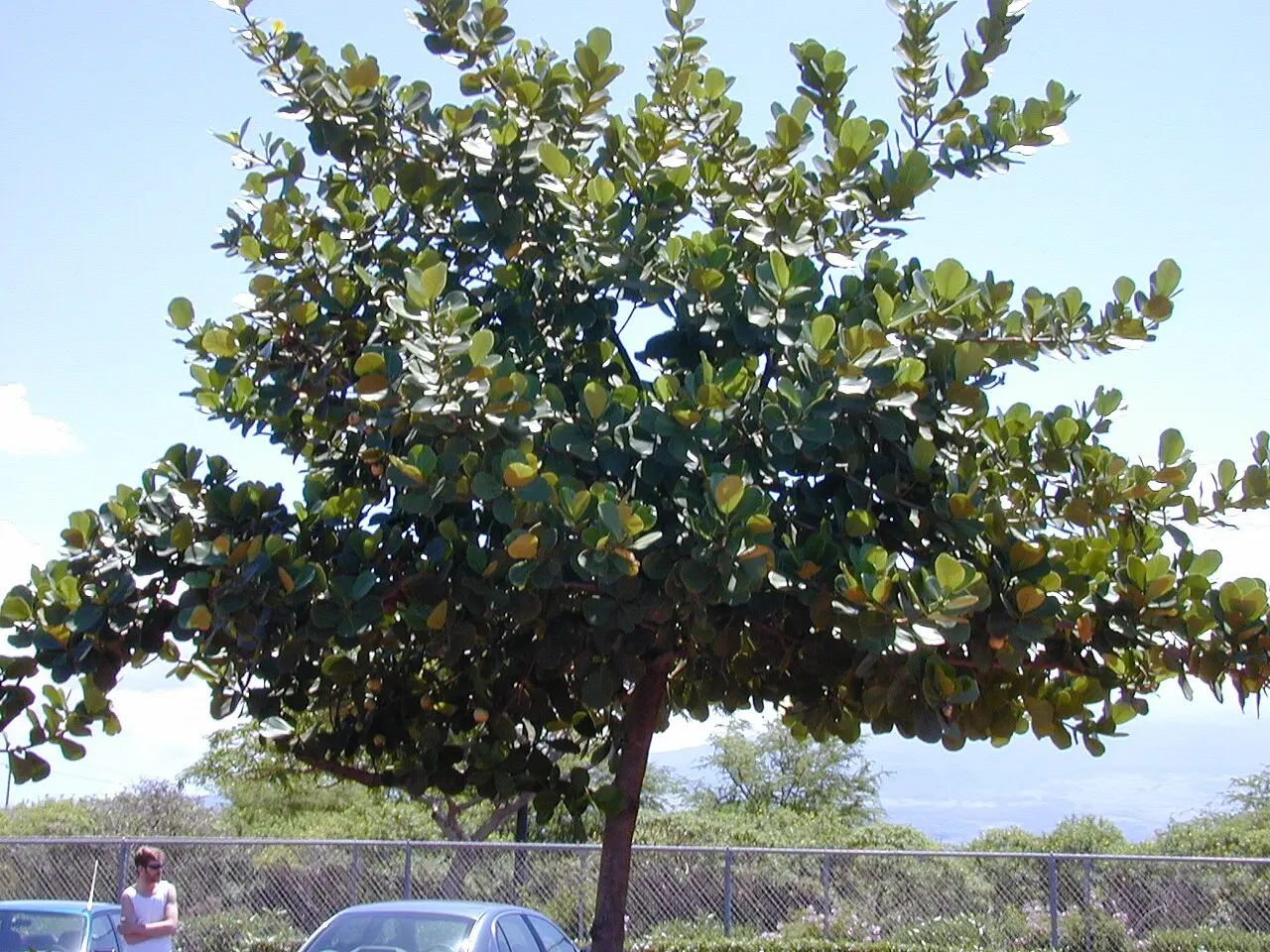 Clusia hedge foliage