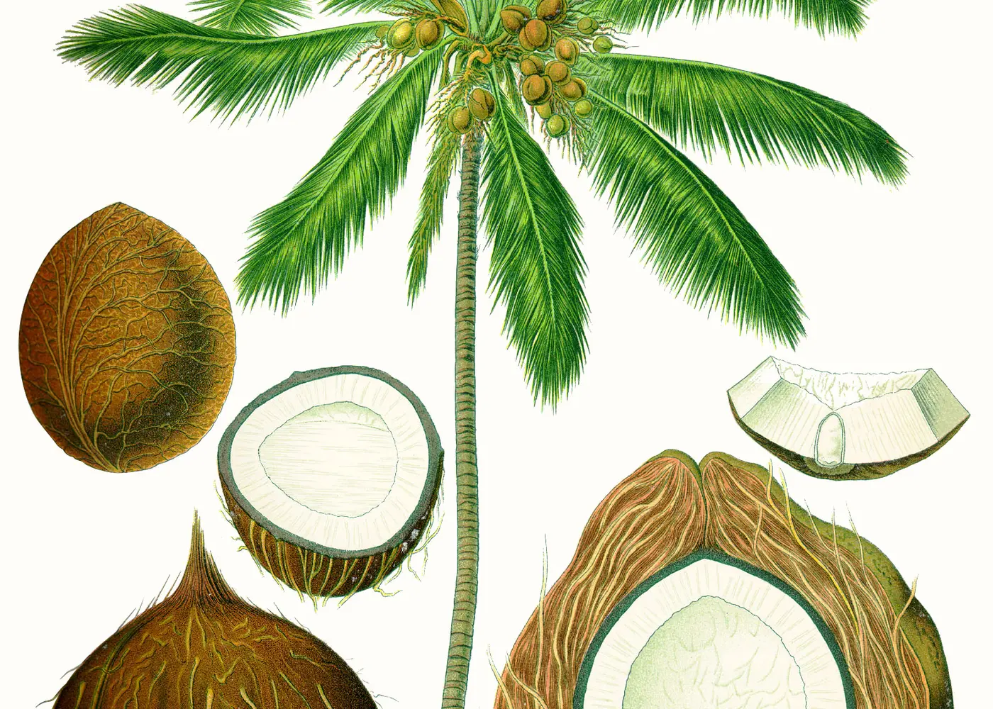 Representative coconut palm plant
