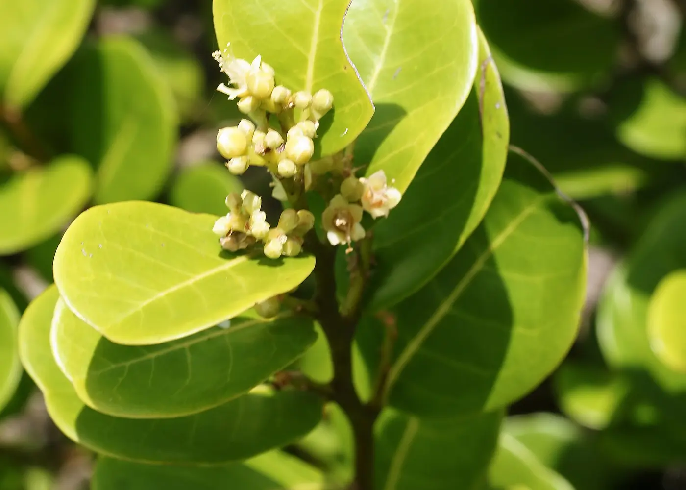 Representative cocoplum plant