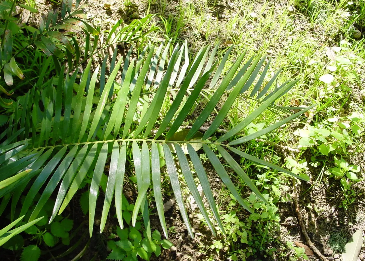 Representative coontie plant