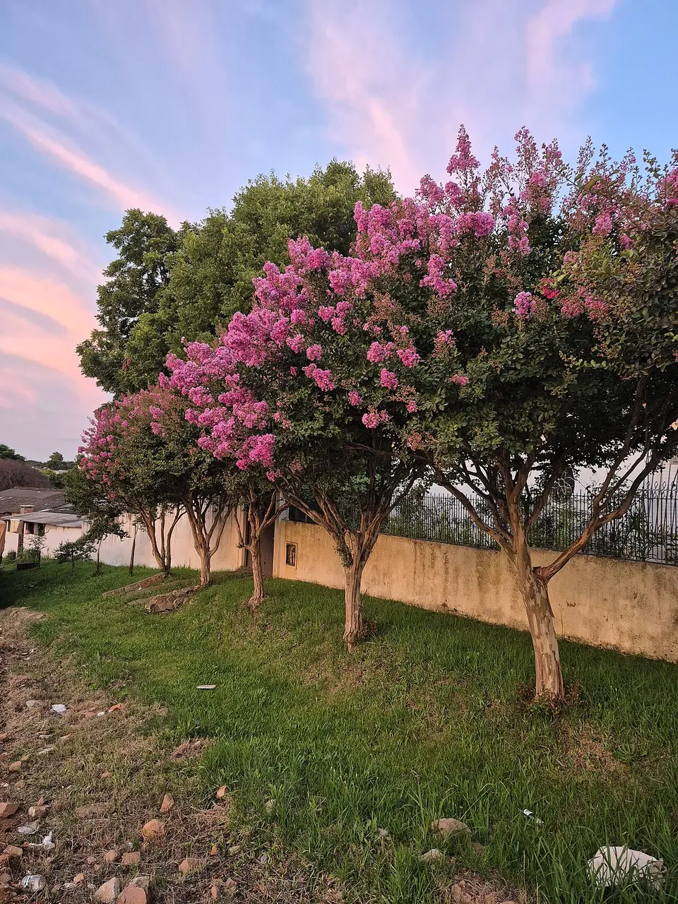 Representative crape myrtle plant