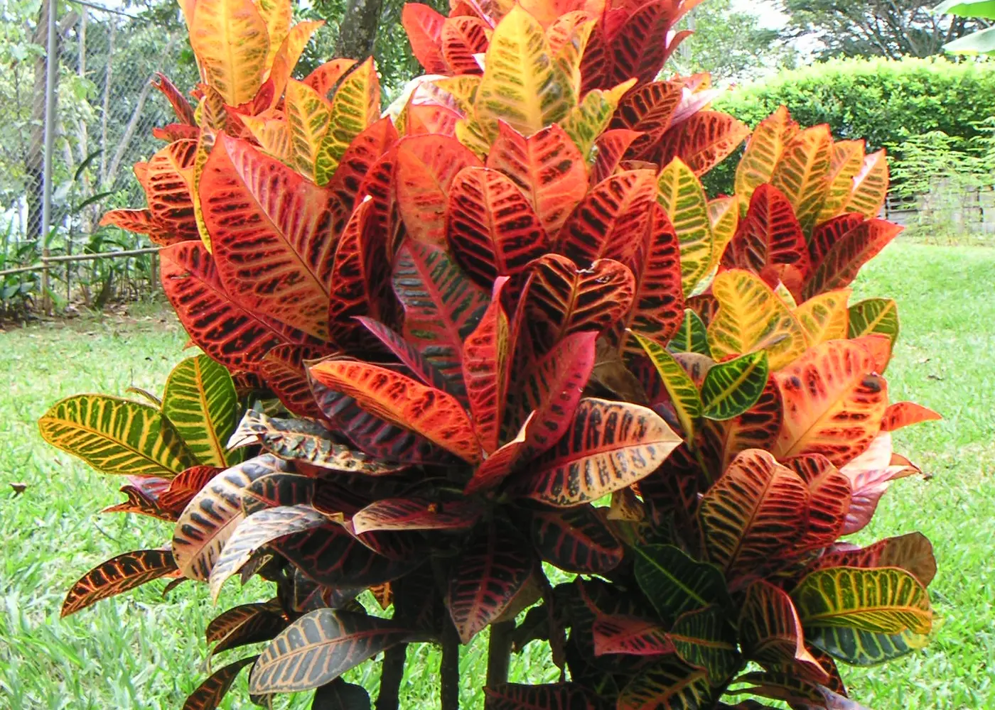 Representative croton plant