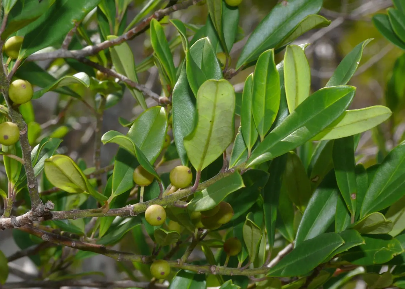 Representative dahoon holly plant