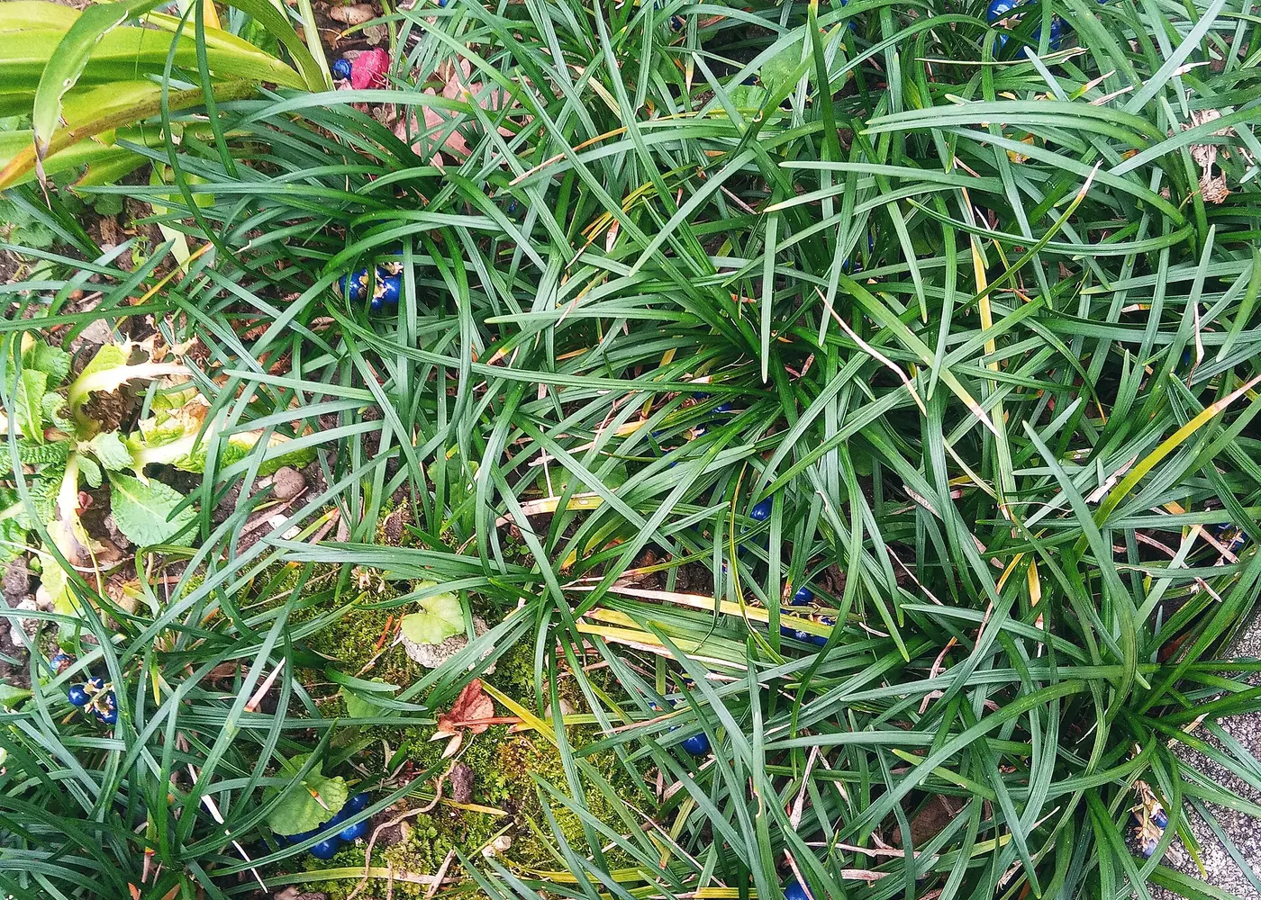 Representative dwarf mondo grass plant
