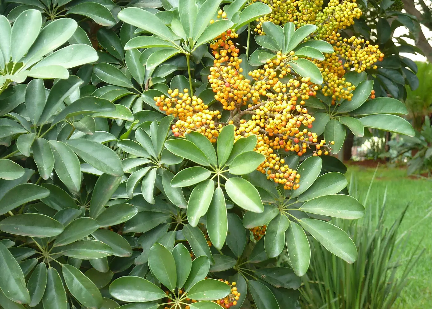 Representative dwarf schefflera plant