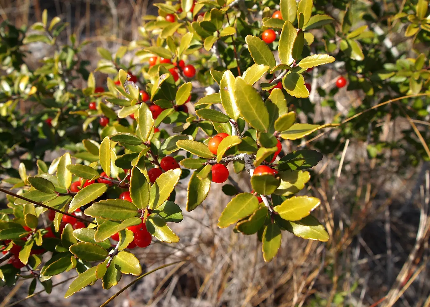 Representative dwarf yaupon holly plant