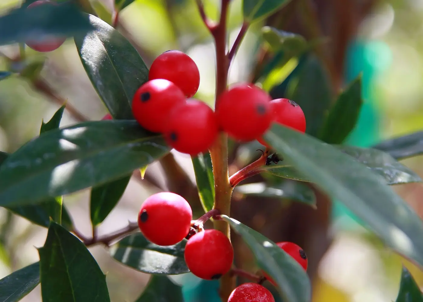 Representative east palatka holly plant