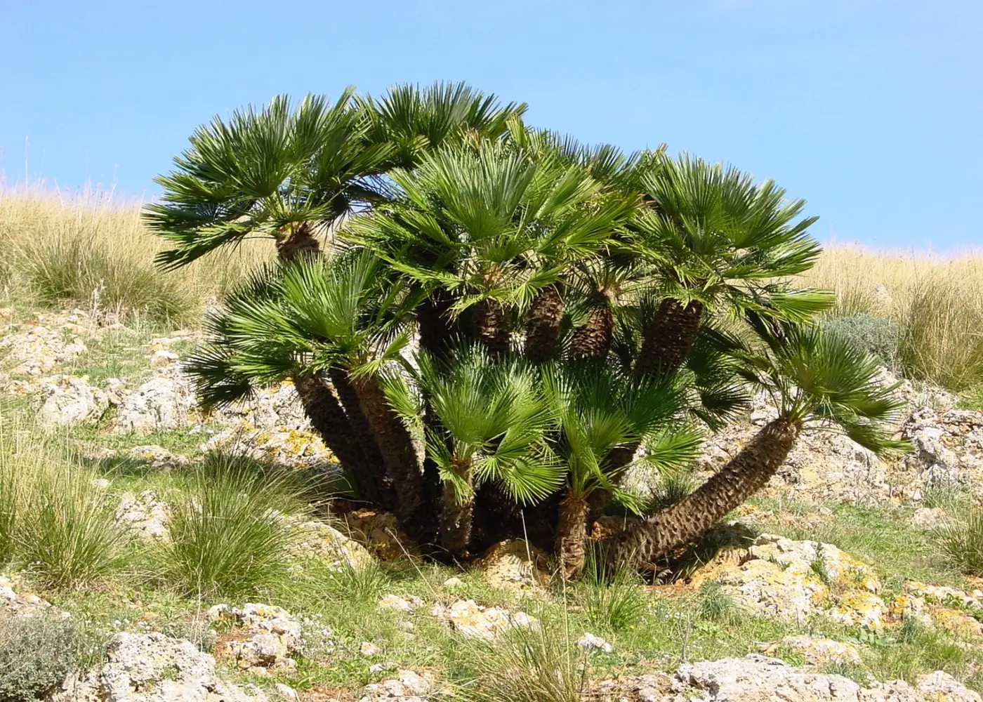 Representative european fan palm plant