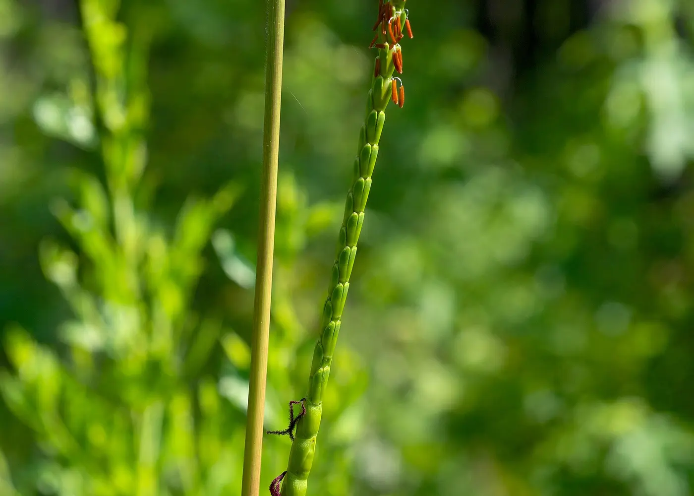 Representative fakahatchee grass plant