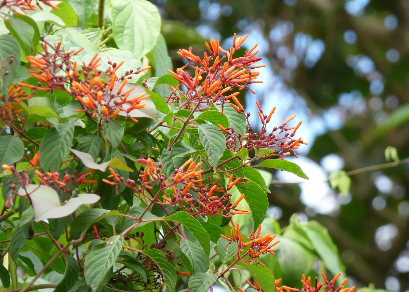 Representative firebush plant