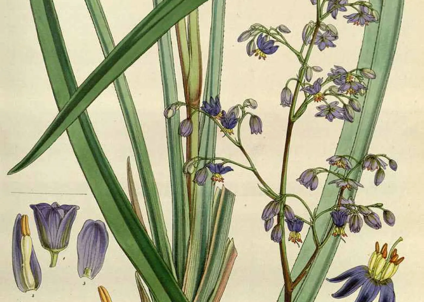 Representative flax lily plant
