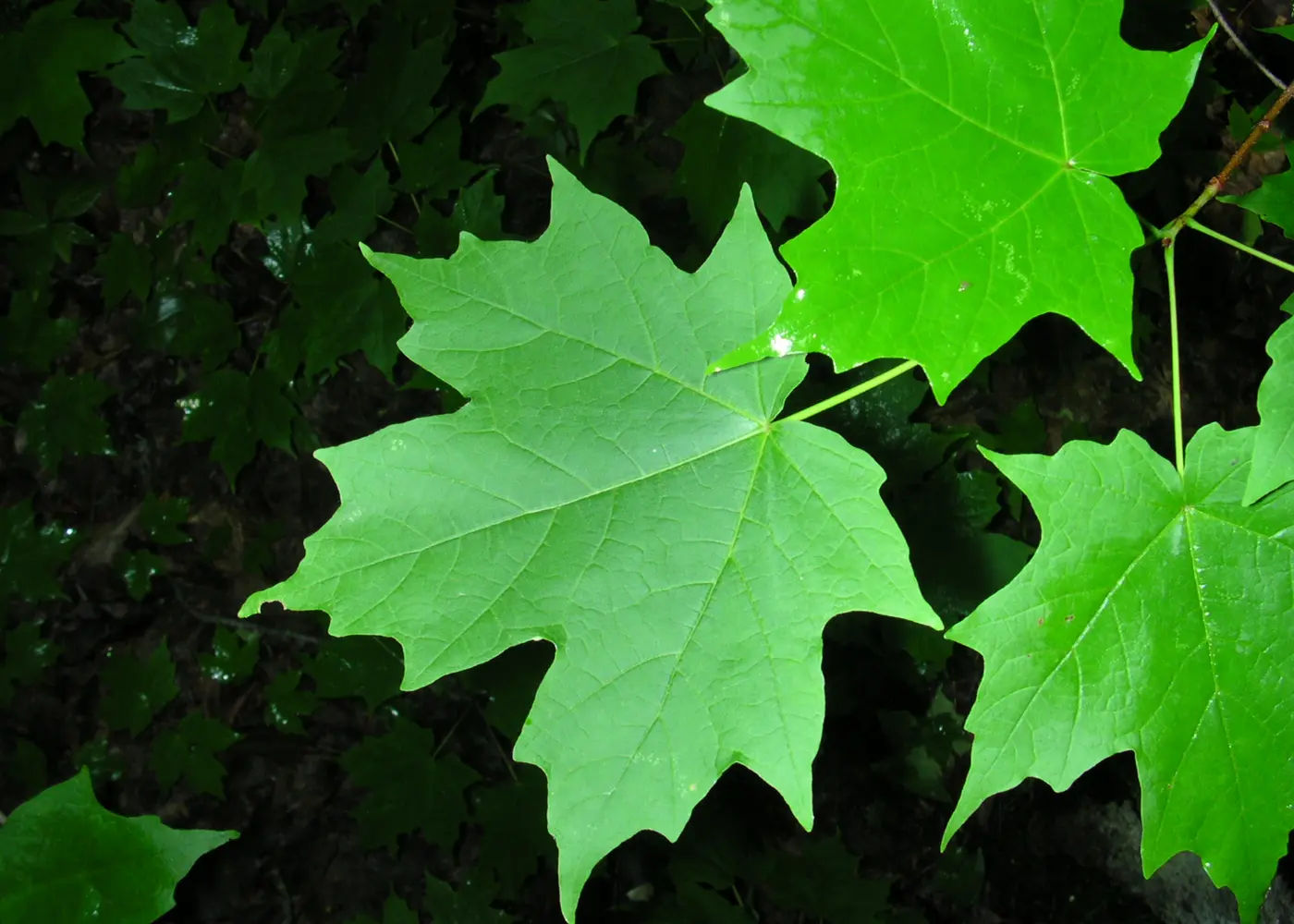 Representative florida maple plant
