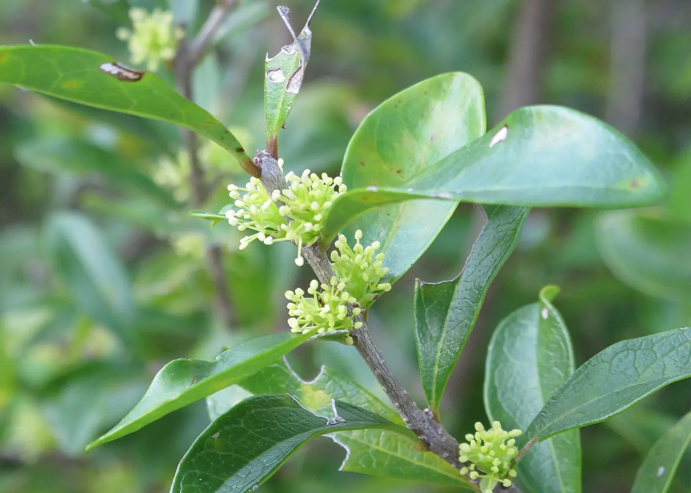 Representative florida privet plant