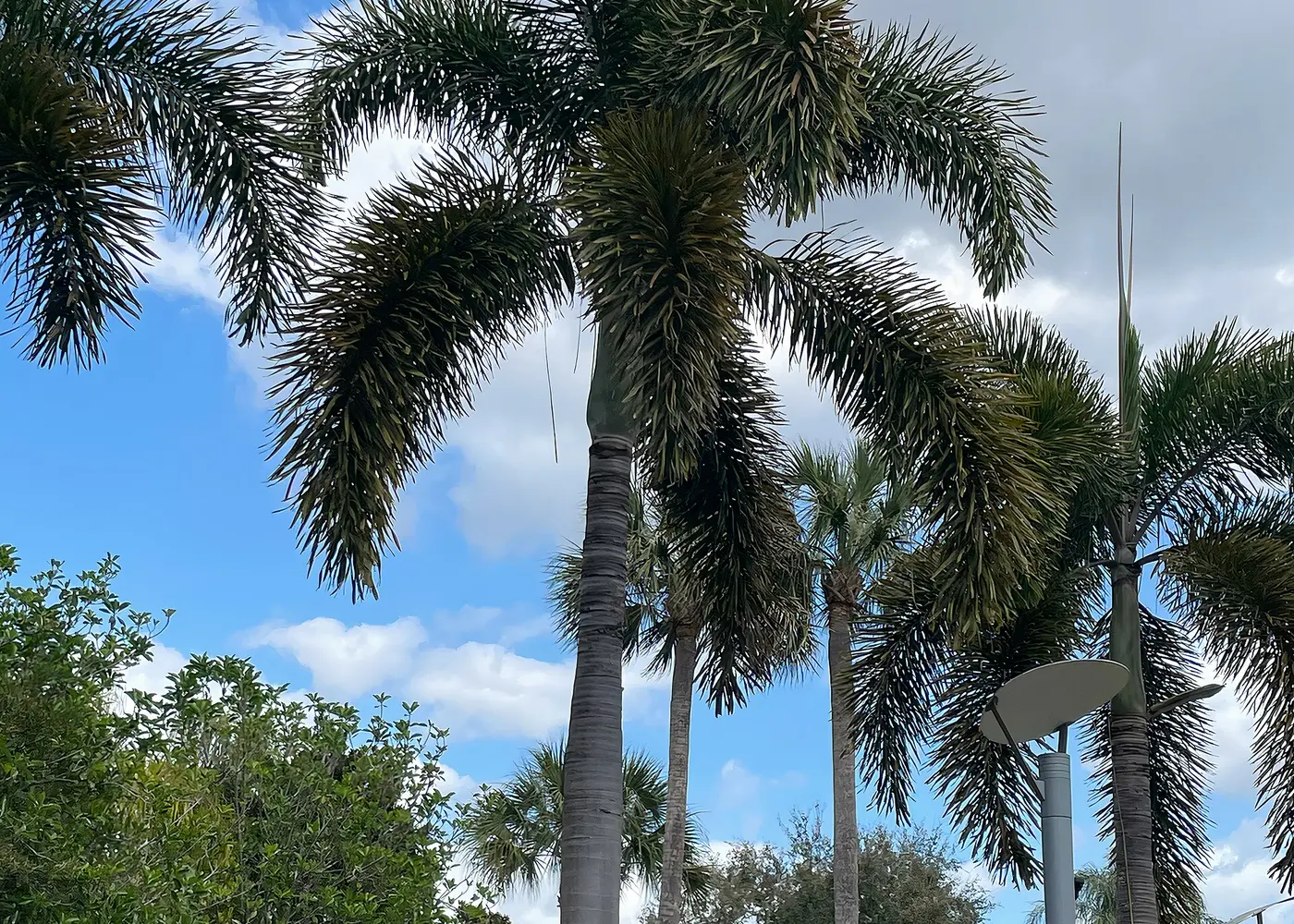 Representative foxtail palm plant