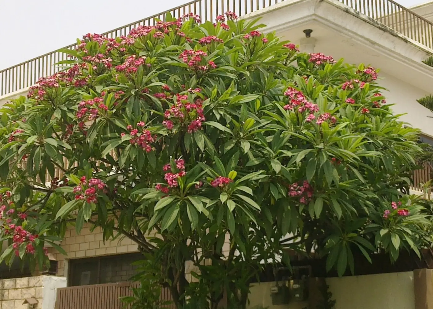 Representative frangipani / plumeria plant