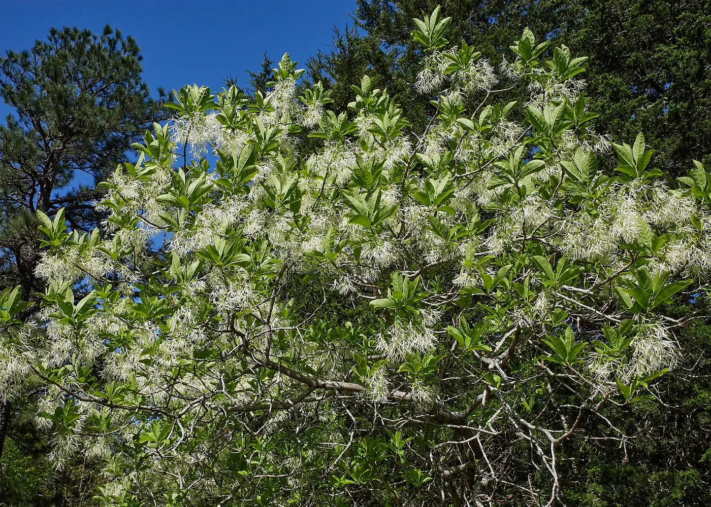 Representative fringe tree plant