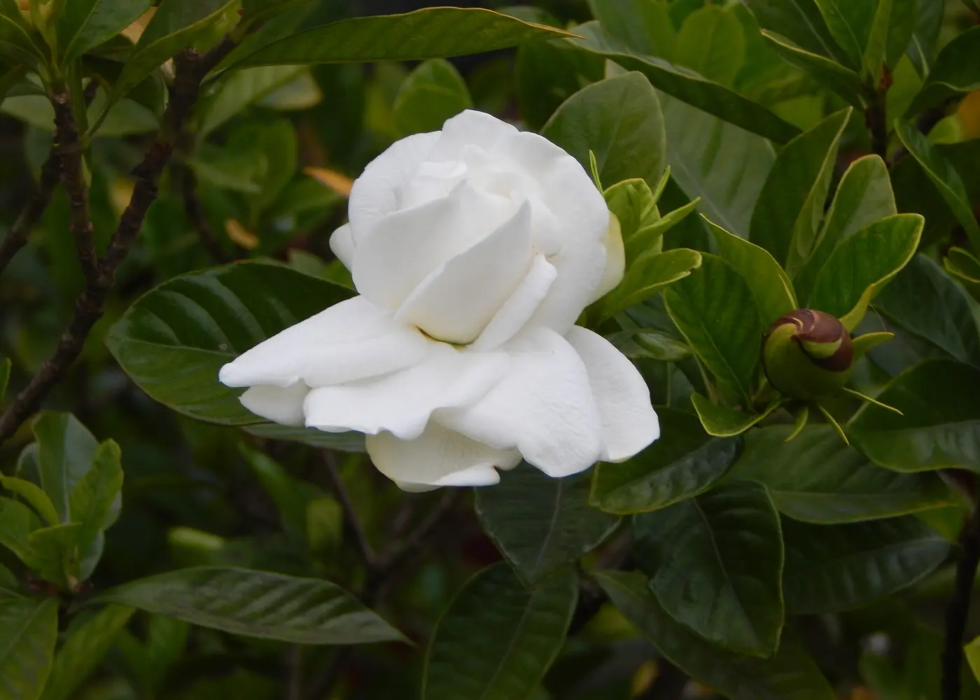 Representative gardenia plant