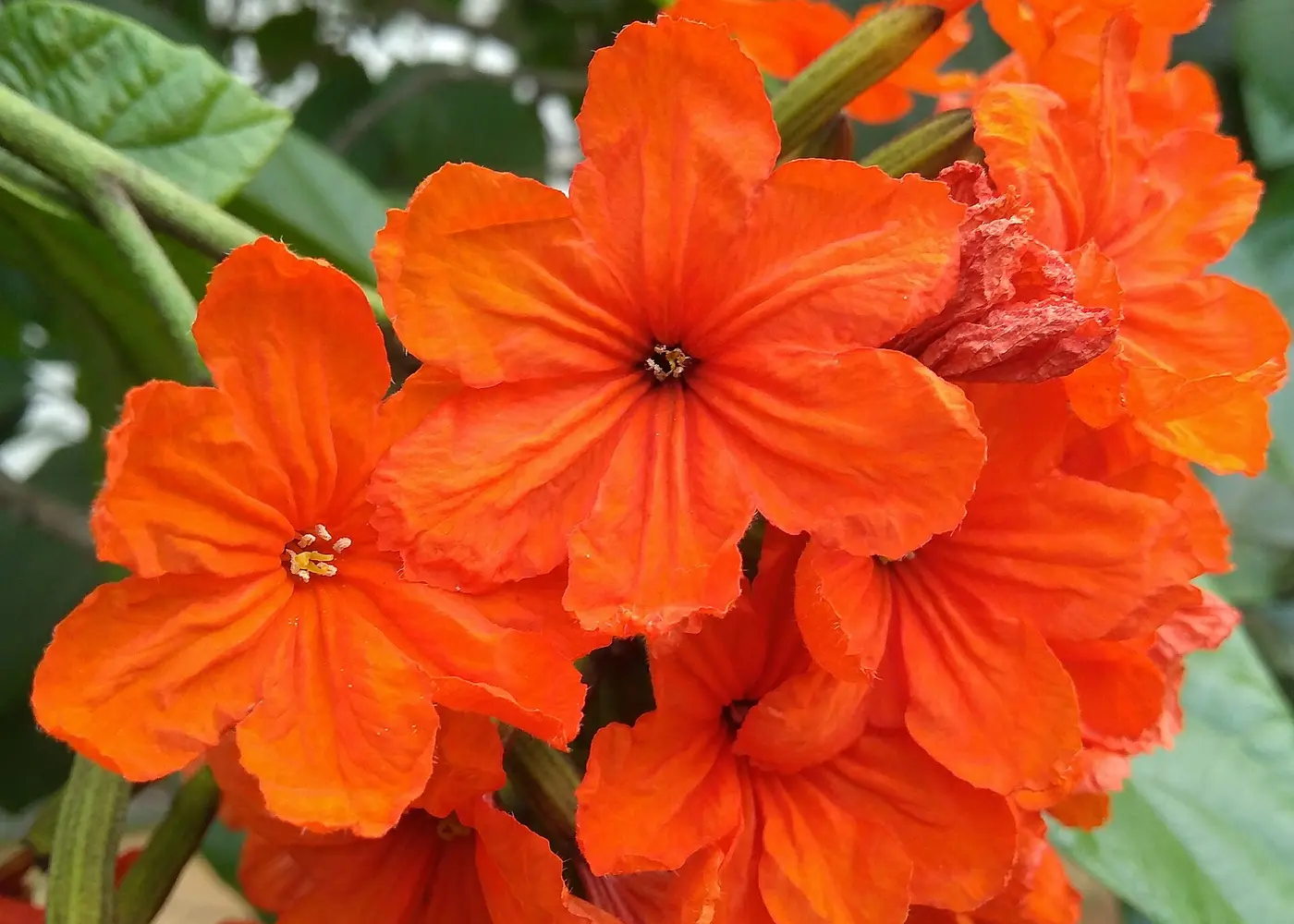 Representative geiger tree plant