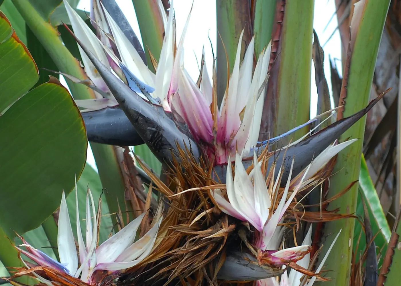 Representative giant bird of paradise plant
