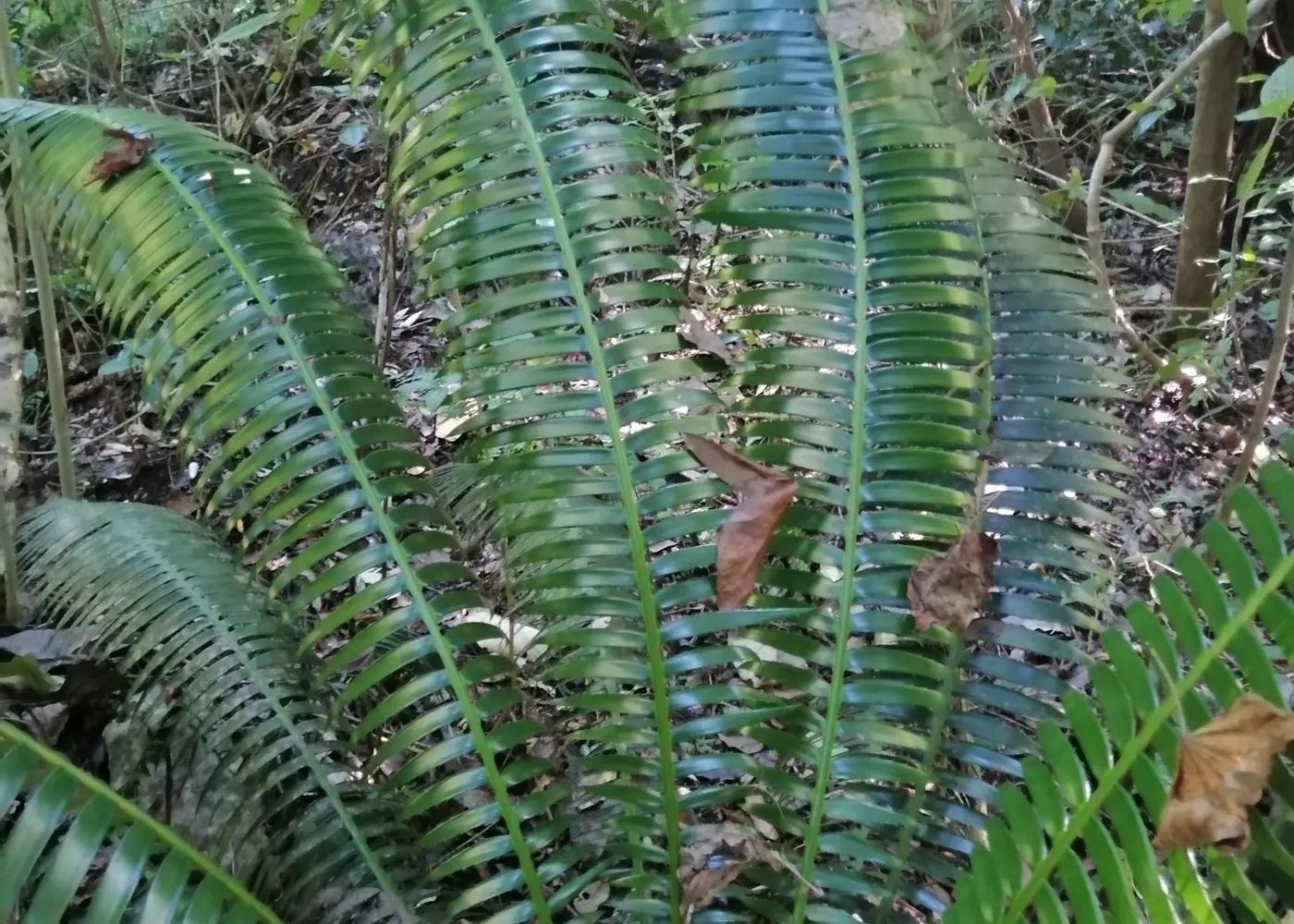Representative giant dioon plant