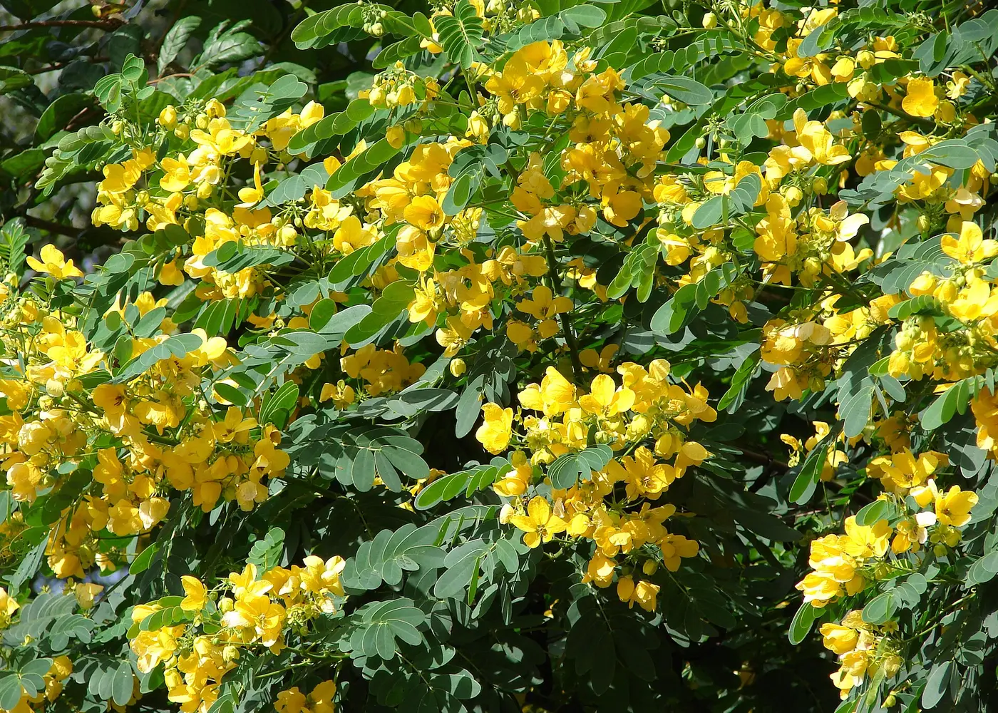 Representative glaucous cassia plant