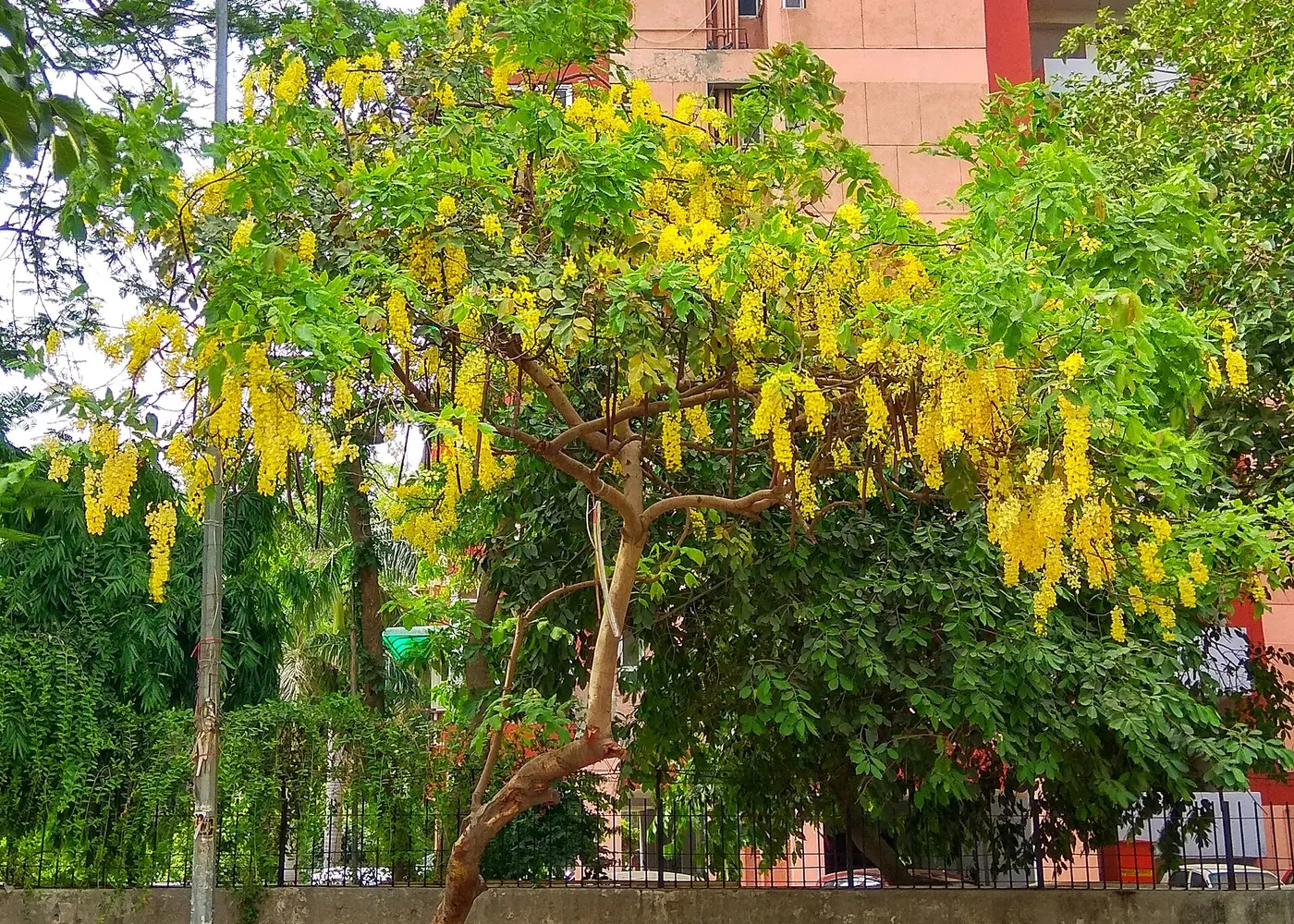 Representative golden shower tree plant