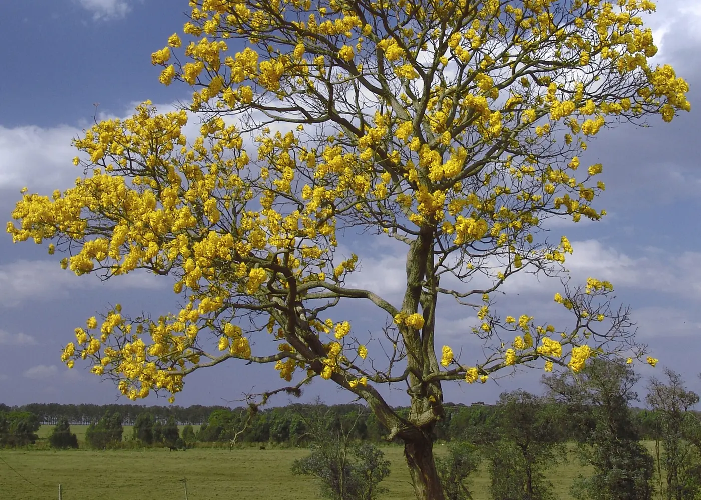 Representative golden trumpet tree plant