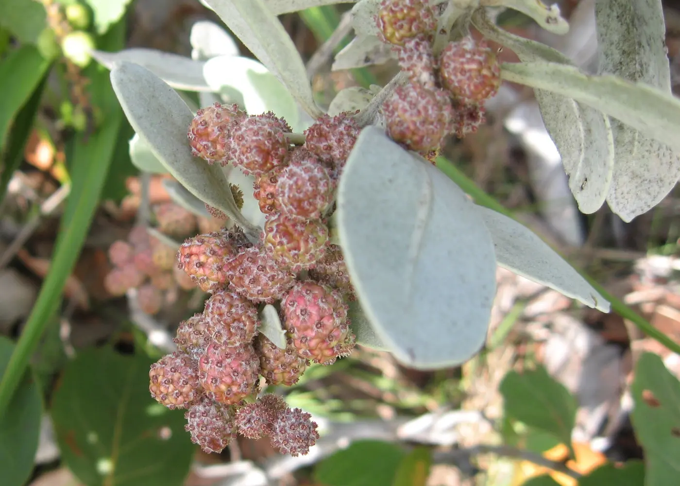 Representative green buttonwood plant