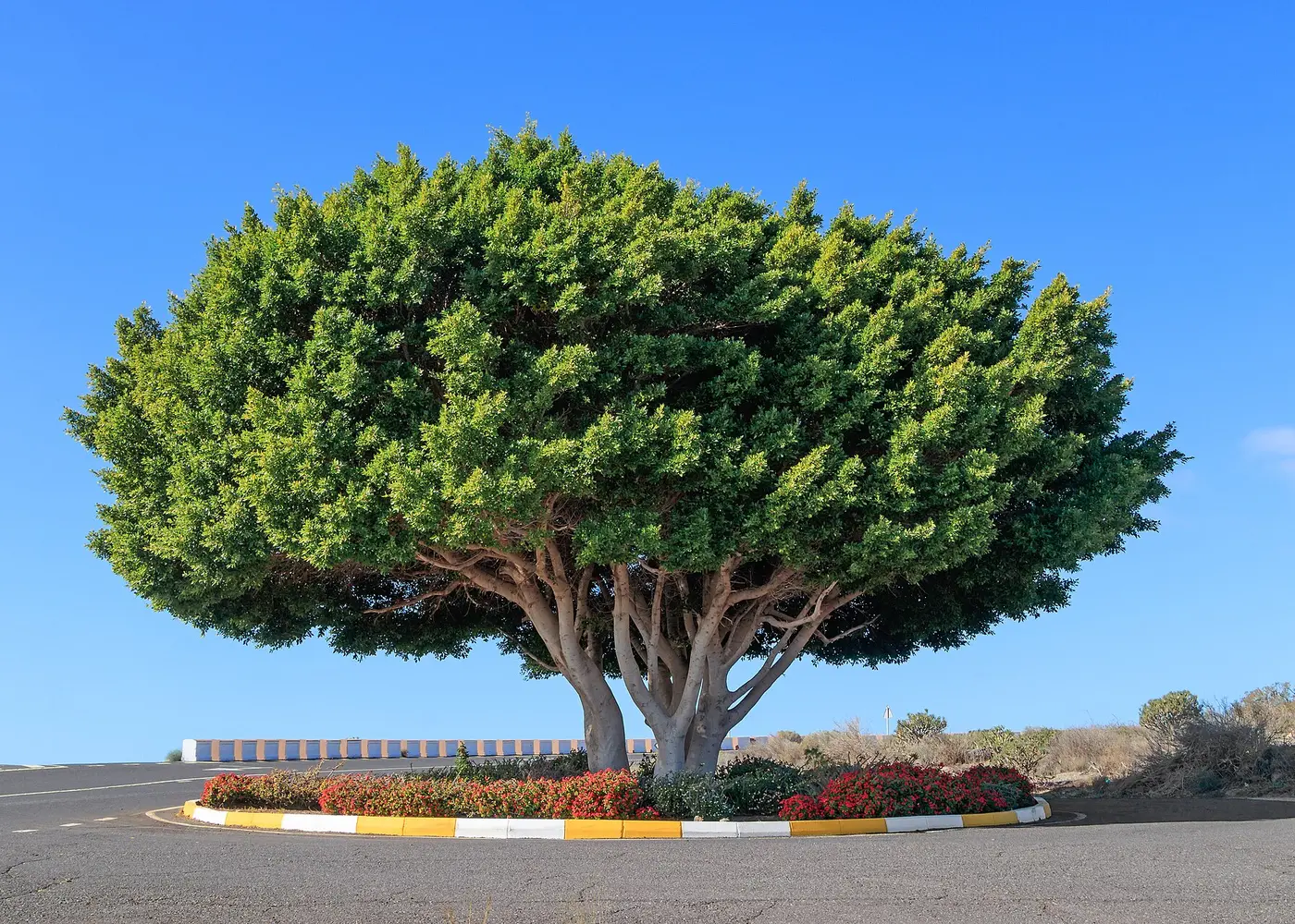 Representative green island ficus plant
