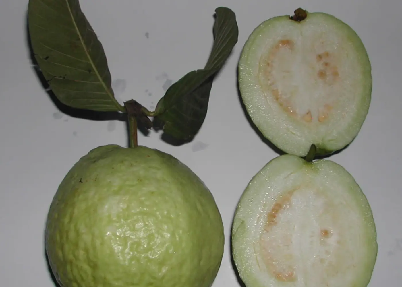 Representative guava plant