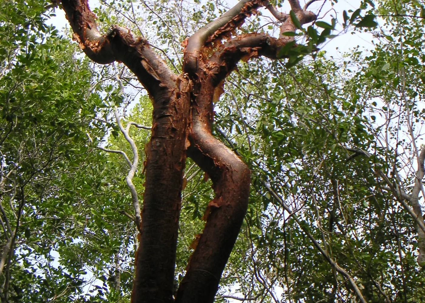 Representative gumbo limbo plant