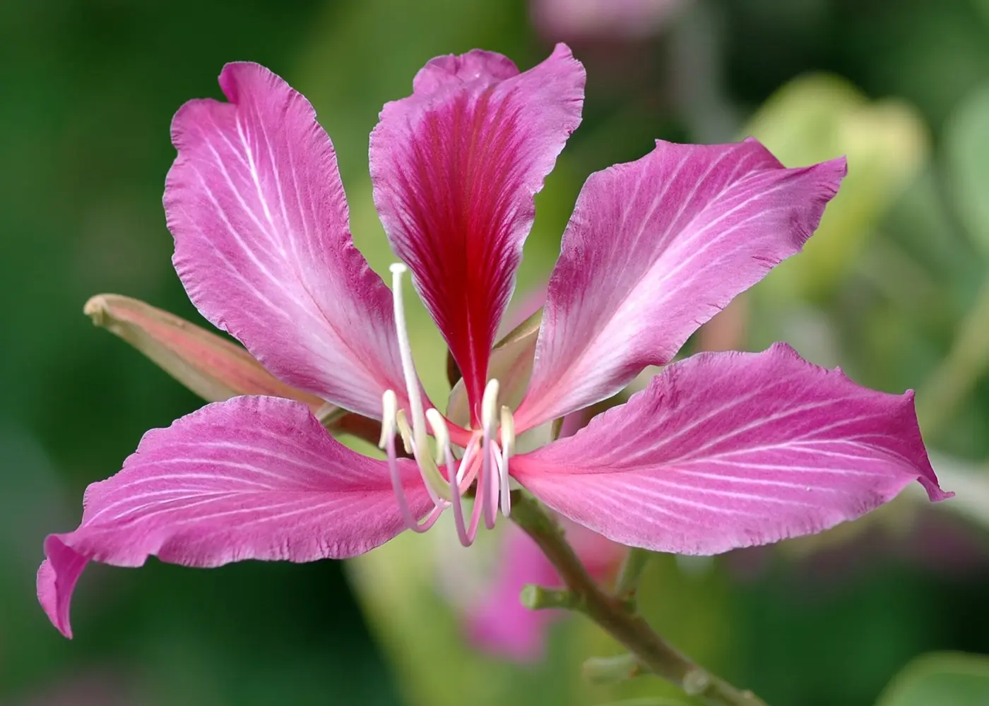 Representative hong kong orchid tree plant