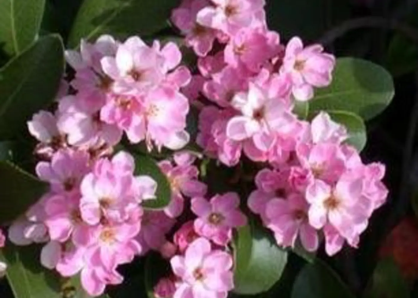 Representative indian hawthorn plant