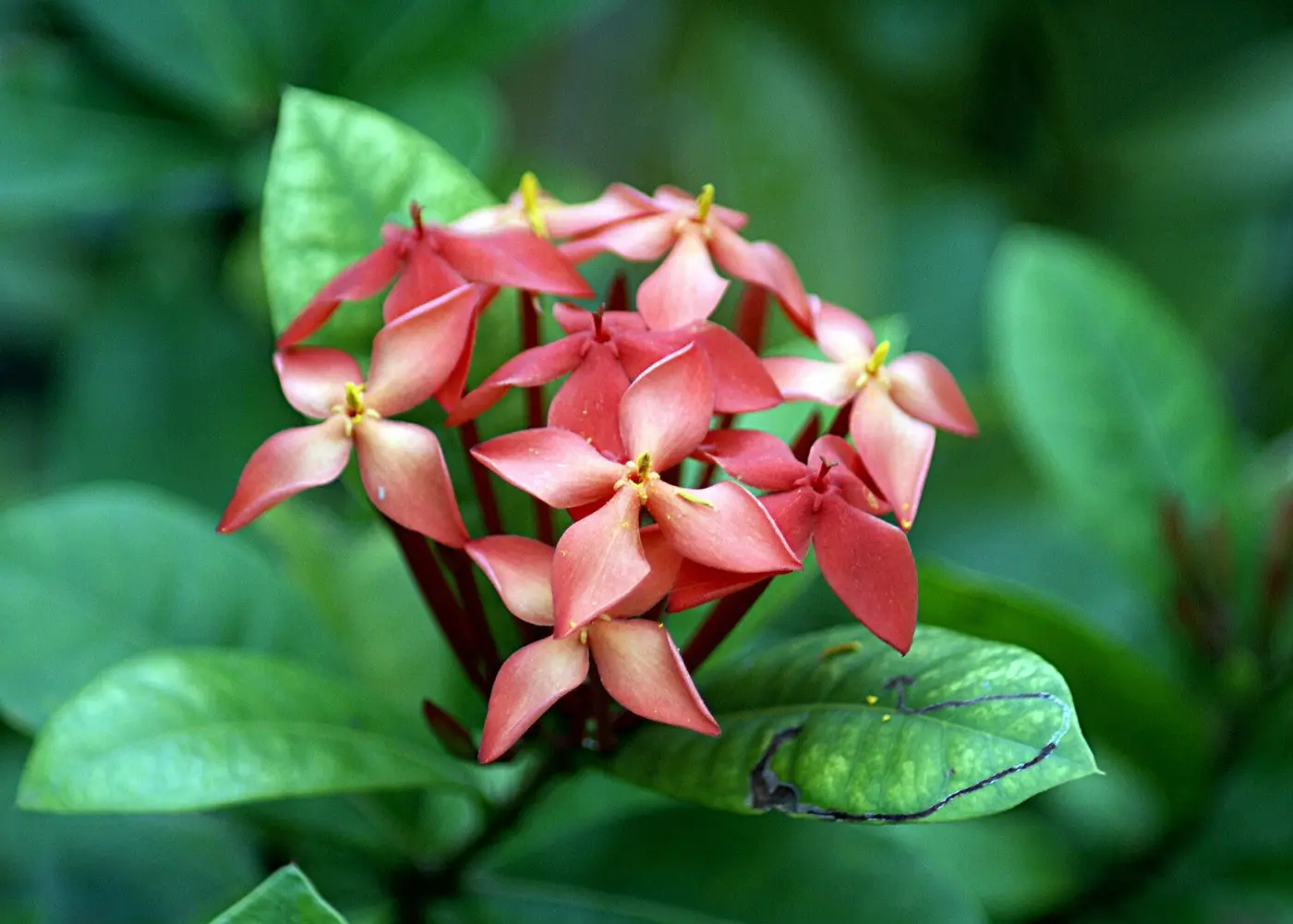 Representative ixora plant