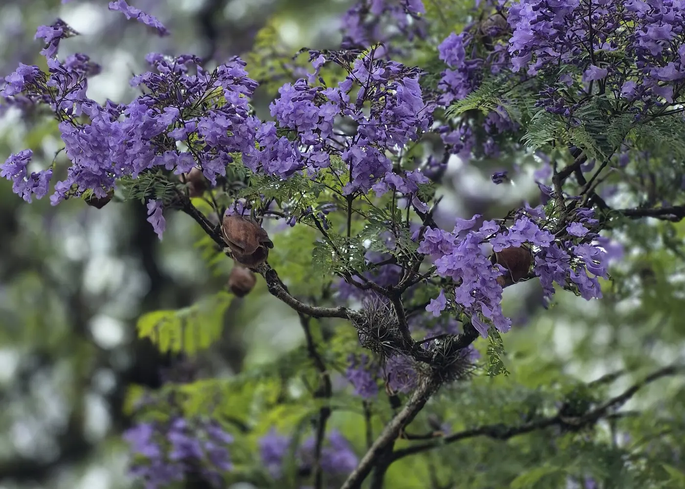 Representative jacaranda plant