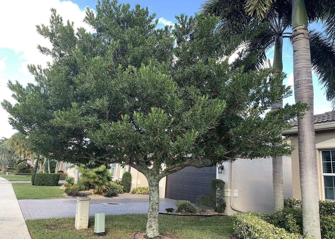 Representative japanese blueberry plant